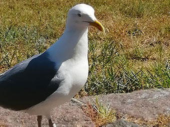 Ein frecher Besucher