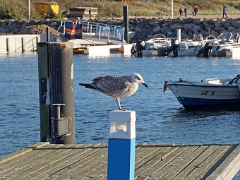 Die Marina von Glowe