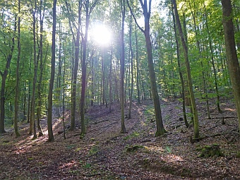 Schattige Wälder laden zum Wandern ein